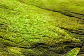 dark green wood selective focus free