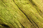 dark green wood selective focus free