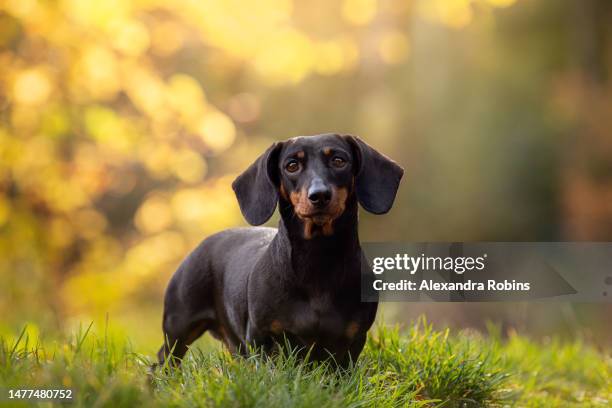 black dachshund dog in woodland sunset - dashond stockfoto's en -beelden