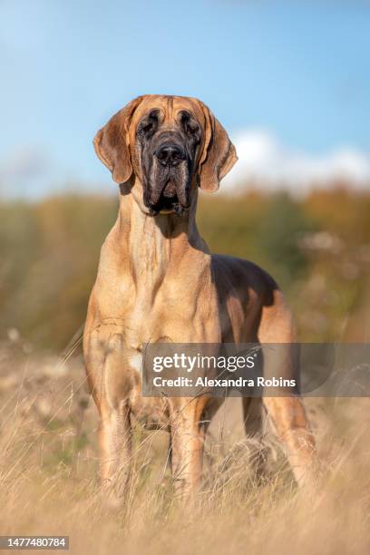 large great dane dog in long grass - gran danés fotografías e imágenes de stock