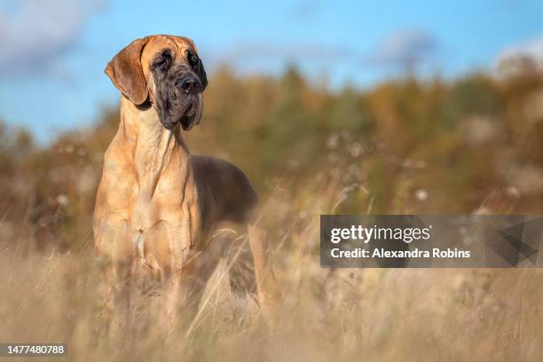 large great dane dog standing in long grass - great dane stock pictures, royalty-free photos & images