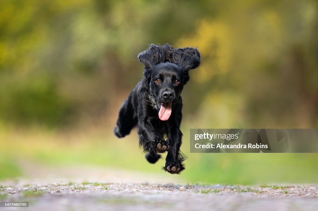 Running Fast Action Black Spaniel Dog