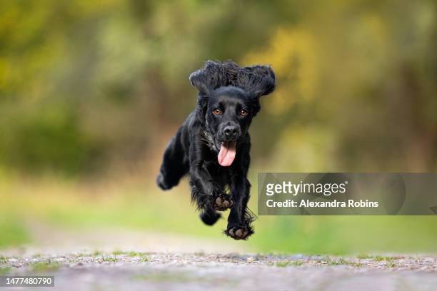running fast action black spaniel dog - cocker spaniel stock pictures, royalty-free photos & images
