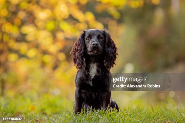sitting black spaniel dog in woodland sunset - cocker spaniel stock pictures, royalty-free photos & images