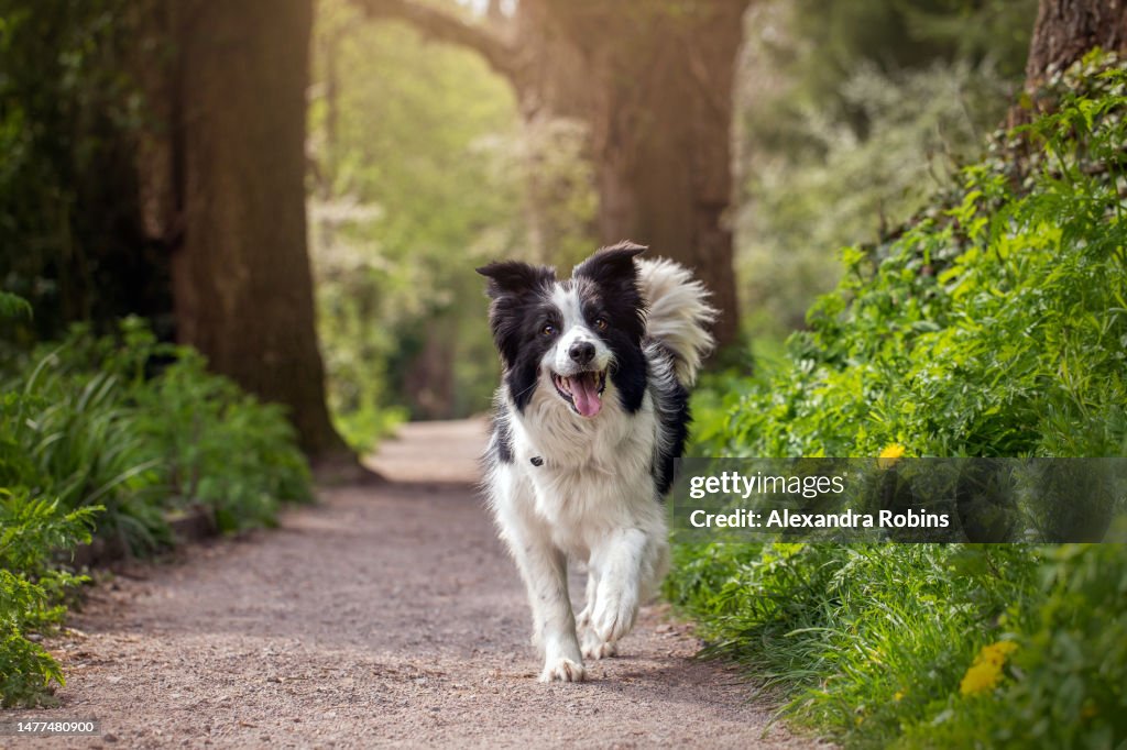 Border Collie Running in Woodland