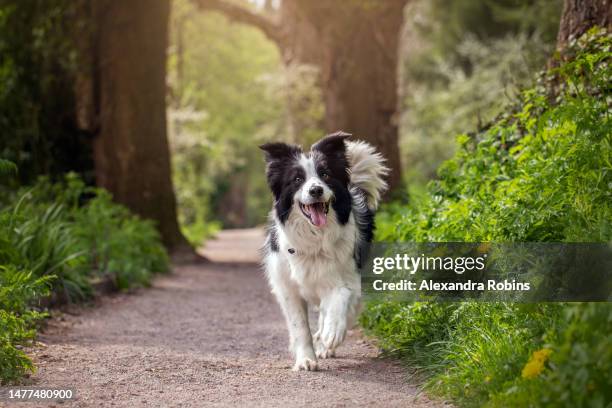 border collie running in woodland - alexandra summers stockfoto's en -beelden