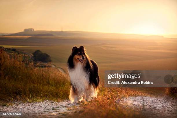 rough collie at sunset on hill - rough collie stockfoto's en -beelden