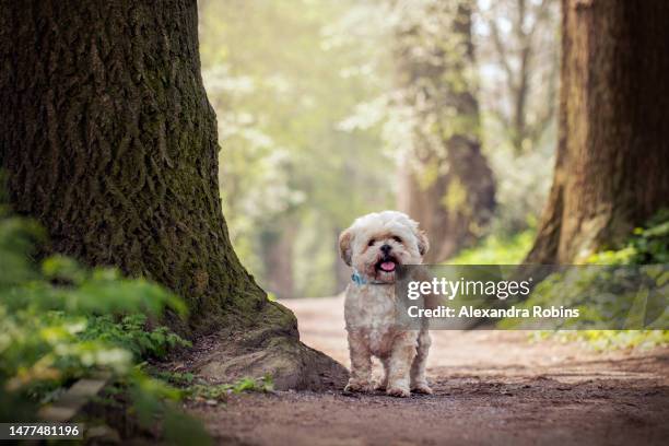 small lhaso apso dog in woods closer - lhasa stock-fotos und bilder