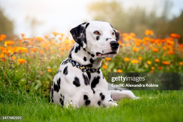 dalmatian dog in orange summer flowers - dalmatiner stock-fotos und bilder