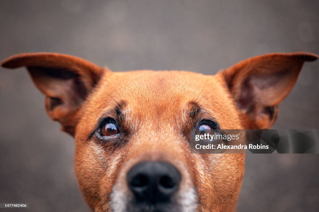 Golden Staffordshire Bull Terrier Eyes