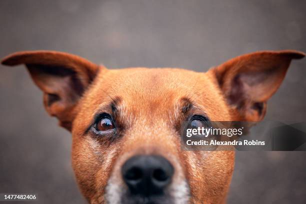golden staffordshire bull terrier eyes - animal hair stock pictures, royalty-free photos & images