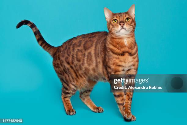 ginger bengal cat standing studio - purebred cat bildbanksfoton och bilder