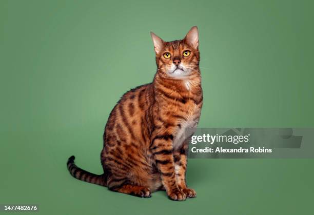 ginger bengal cat sitting studio - spotted bengal cat photos et images de collection