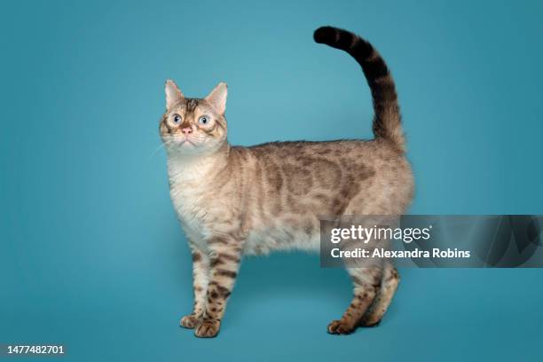 snow bengal cat standing studio - alexandra stock pictures, royalty-free photos & images