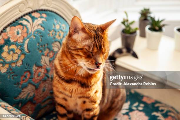 ginger bengal on chair 4 - alexandra stock pictures, royalty-free photos & images