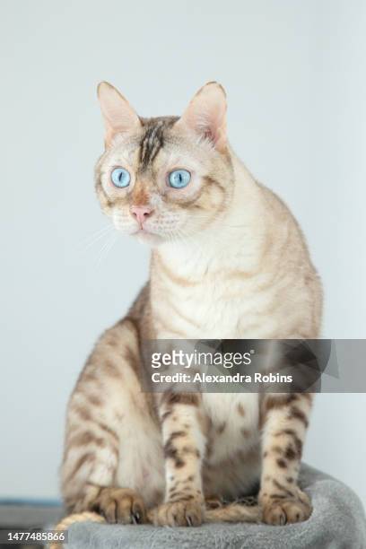 snow bengal cat blue eyes at home - bengal cat stock pictures, royalty-free photos & images