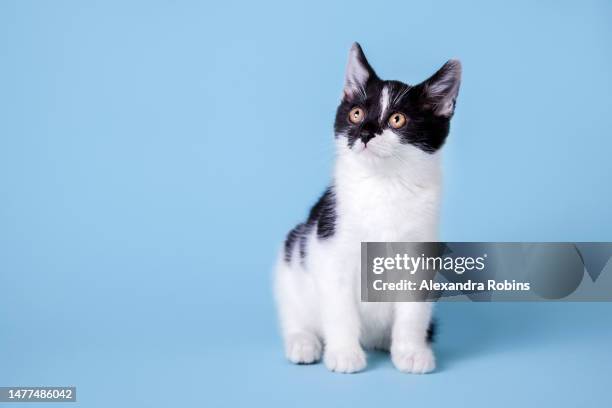 black and white kitten blue studio background full body - white cat ears stock pictures, royalty-free photos & images