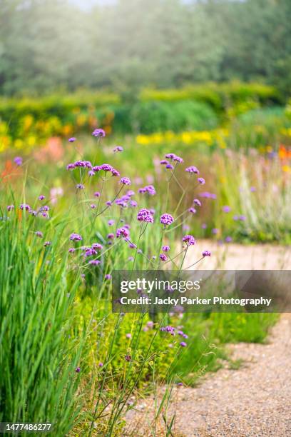 beautiful purple summer flowers of verbena bonariensis in hazy sunshine - purple top vervain - verbena bonariensis stock pictures, royalty-free photos & images