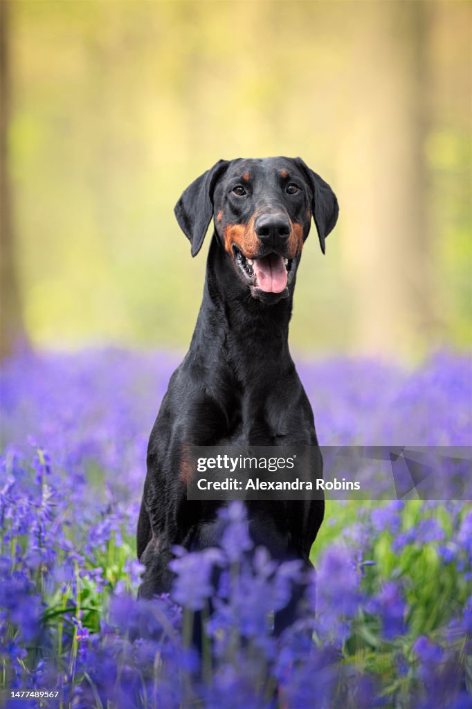 Doberman Dog in Bluebell Woodland Portrait