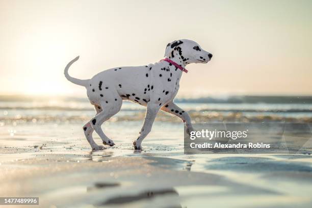 dalmatian dog puppy on the beach running sunset - dalmatiner stock-fotos und bilder