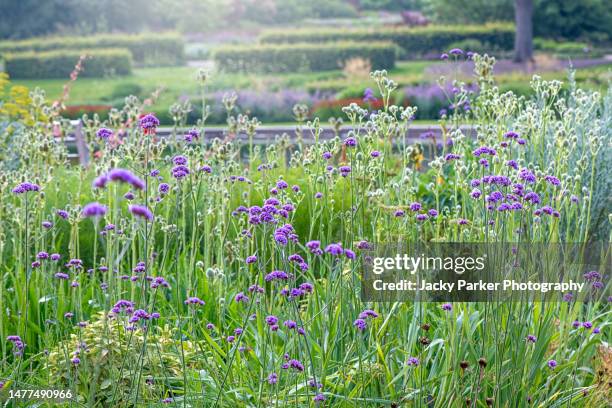 beautiful purple summer flowers of verbena bonariensis in hazy sunshine - purple top vervain - eisenkraut stock-fotos und bilder