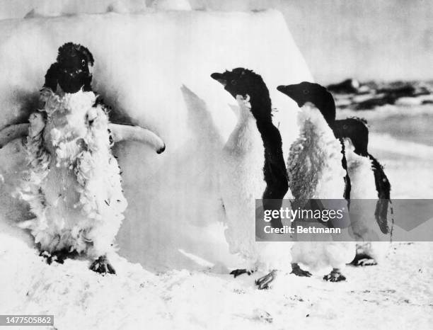 Moulting penguins pictured after a blizzard on Macquarie Island, Antarctica, on September 9th, 1924.