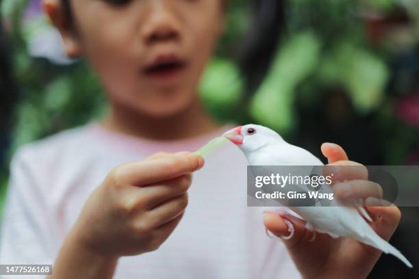 128 Java Rice Bird Stock Photos, High-Res Pictures, and Images - Getty ...