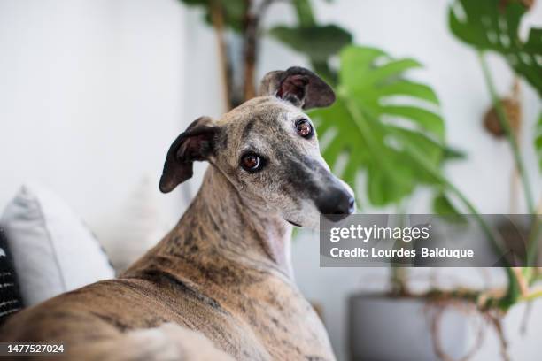 greyhound dog at home - greyhound stock pictures, royalty-free photos & images