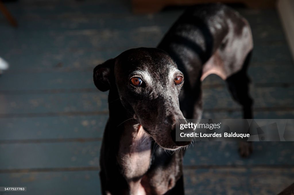 Greyhound Dog Portrait At Home With Sunlight High-Res Stock Photo