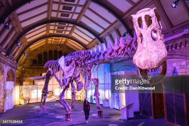 Member of museum staff poses beneath the skeleton of Patagotitan mayorum as it goes on display as part of the new 'Titanosaur: Life as the Biggest...