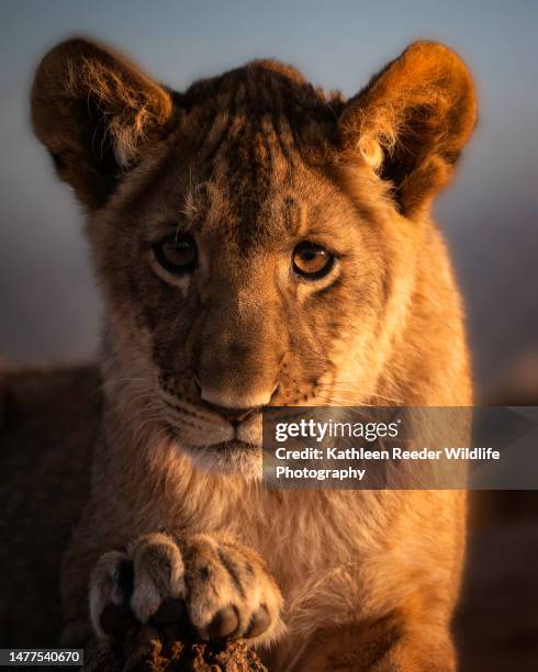 african lion - lion cub stock-fotos und bilder