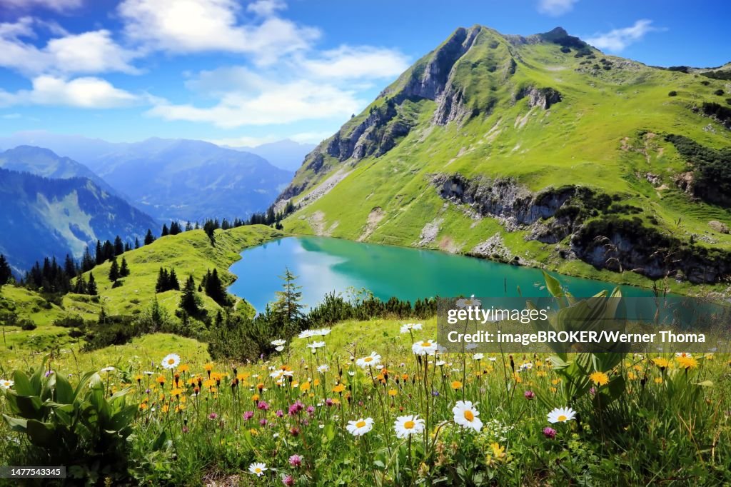Seealpsee is a high mountain lake with a fantastic view of the Alps and a flower meadow in the foreground. Oytal, Allgaeu Alps, Bavaria, Germany