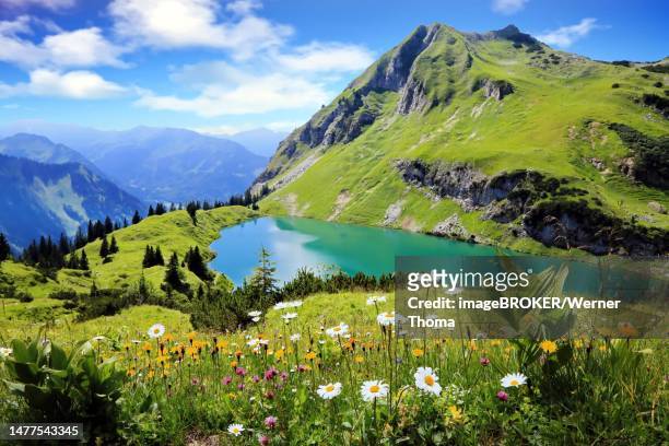 seealpsee is a high mountain lake with a fantastic view of the alps and a flower meadow in the foreground. oytal, allgaeu alps, bavaria, germany - beierse alpen stockfoto's en -beelden