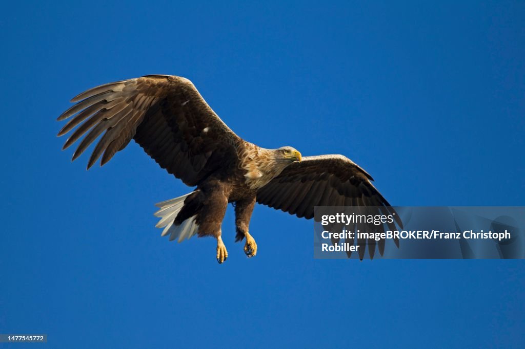 White-tailed eagle (Haliaeetus albicilla) in flight, Mecklenburg-Western Pomerania, Germany