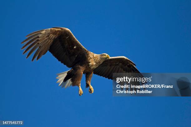 white-tailed eagle (haliaeetus albicilla) in flight, mecklenburg-western pomerania, germany - white tailed eagle stock pictures, royalty-free photos & images