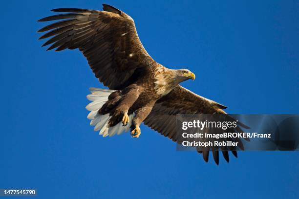 white-tailed eagle (haliaeetus albicilla) in flight, mecklenburg-western pomerania, germany - white tailed eagle stock pictures, royalty-free photos & images