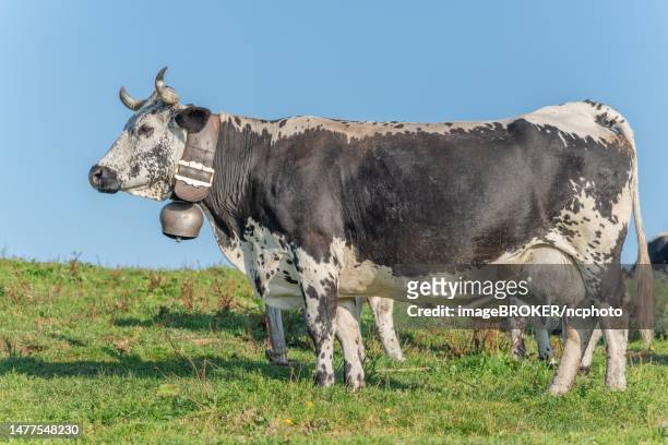 cow in a mountain pasture in the summer. vosges, alsace, france - vosges platz stock-fotos und bilder