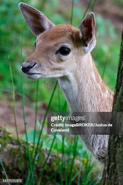 fallow deer (dama dama), calf curiously looking out from behind tree, animal child, animal portrait, schleswig-holstein, germany - fallow deer fotografías e imágenes de stock