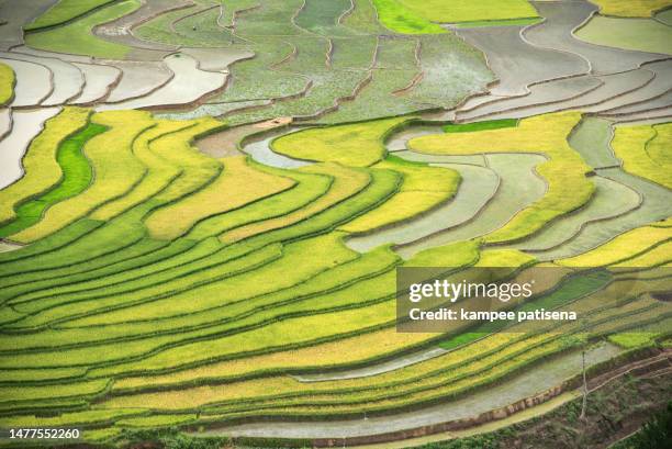 most beautiful rice terrace in tule , mu cang chai, vietnam - terrassenfeld stock-fotos und bilder