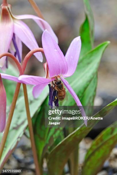 dogs fawn lily (erythronium dens- canis), germany - erythronium dens canis stock pictures, royalty-free photos & images