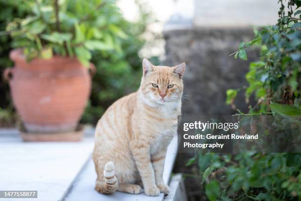 grumpy cat, athens - angry cat stock pictures, royalty-free photos & images