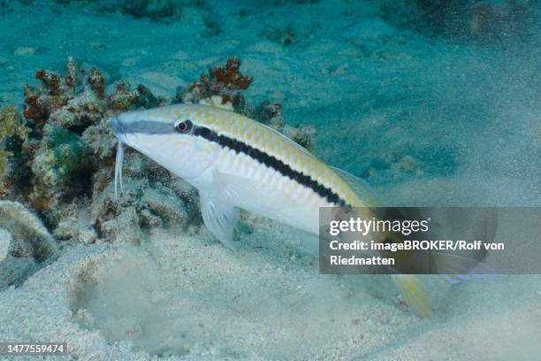 red sea goatfish (parupeneus forsskali), dive site house reef mangrove bay, el quesir, egypt, red sea - parupeneus stock pictures, royalty-free photos & images