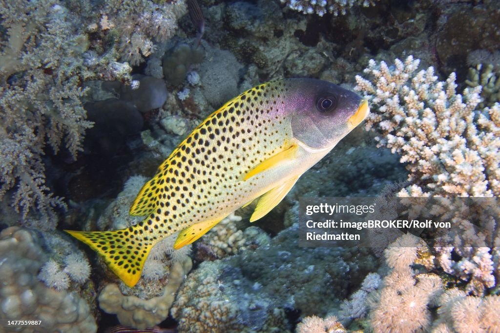 Blackspotted rubberlip (Plectorhinchus gaterinus), Gordon Reef dive site, Strait of Tiran, Sinai, Egypt, Red Sea