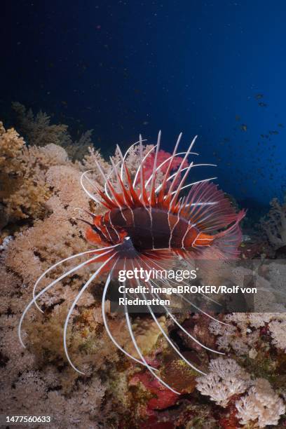radial firefish (pterois radiata), elphinstone reef dive site, red sea, egypt - pterois radiata stock pictures, royalty-free photos & images