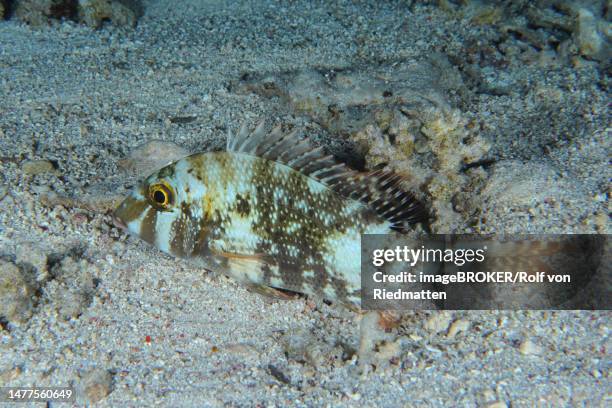 blunt-nosed road sweeper (lethrinus borbonicus), bony fish, gordon reef dive site, strait of tiran, sinai, egypt, red sea - lethrinus stock pictures, royalty-free photos & images