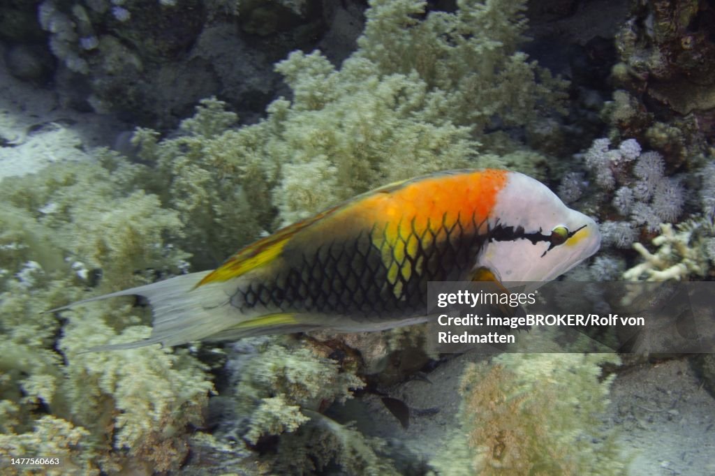 Sling-jaw wrasse (Epibulus insidiator), Ras Mohammed National Park dive site, Sinai, Egypt, Red Sea