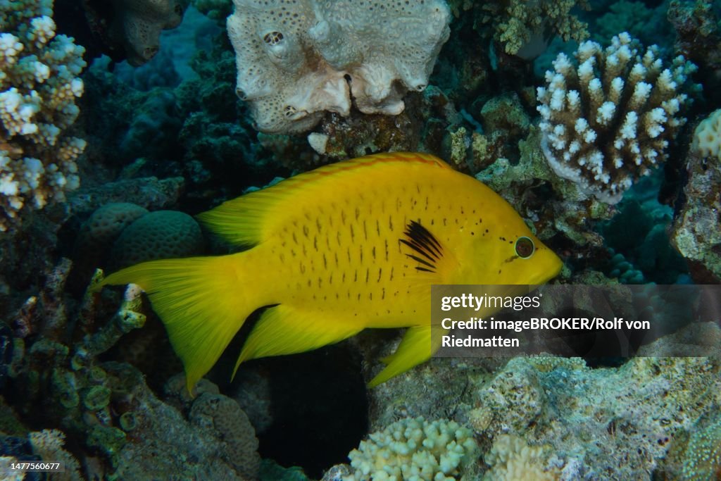 Sling-jaw wrasse (Epibulus insidiator), Ras Mohammed National Park dive site, Sinai, Egypt, Red Sea