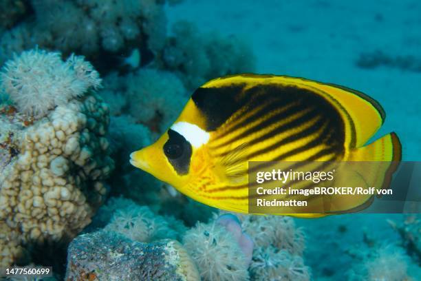diagonal butterflyfish (chaetodon fasciatus), dive site house reef mangrove bay, el quesir, egypt, red sea - raccoon butterflyfish stock pictures, royalty-free photos & images