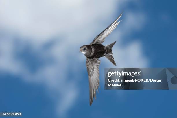 common swift (apus apus), in flight against blue sky, north rhine-westphalia, germany - common swift flying stock pictures, royalty-free photos & images
