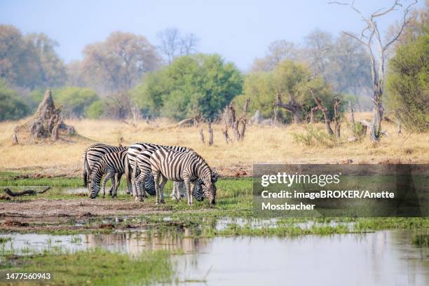 burchells zebra (equus burchellii) standing in marshland, swamp drinking water. background is landscape scenery with termite mount and trees. okavango delta, botswana - isoptera stock pictures, royalty-free photos & images